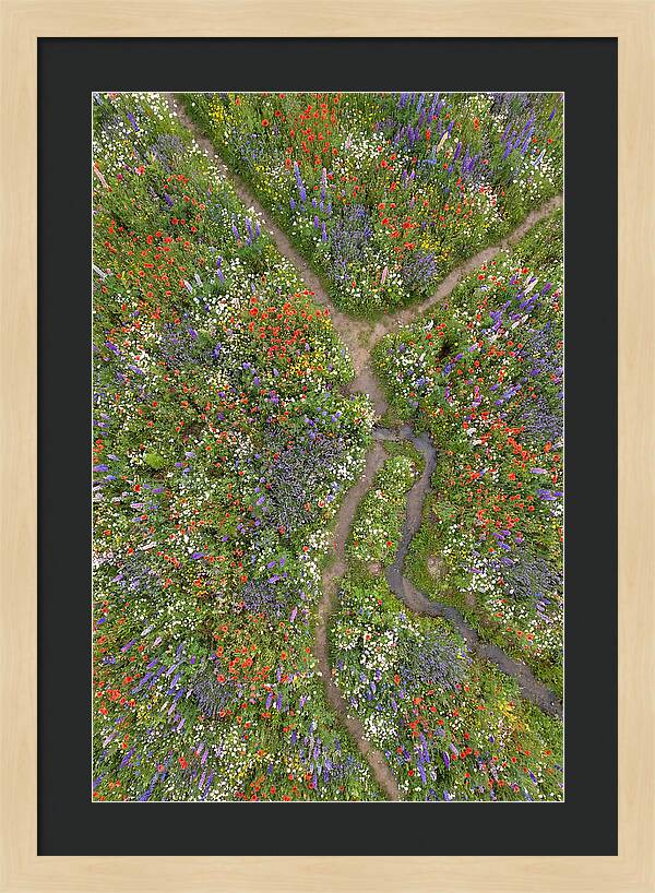 Vibrant Wildflower Meadow From Above