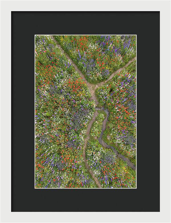 Vibrant Wildflower Meadow From Above