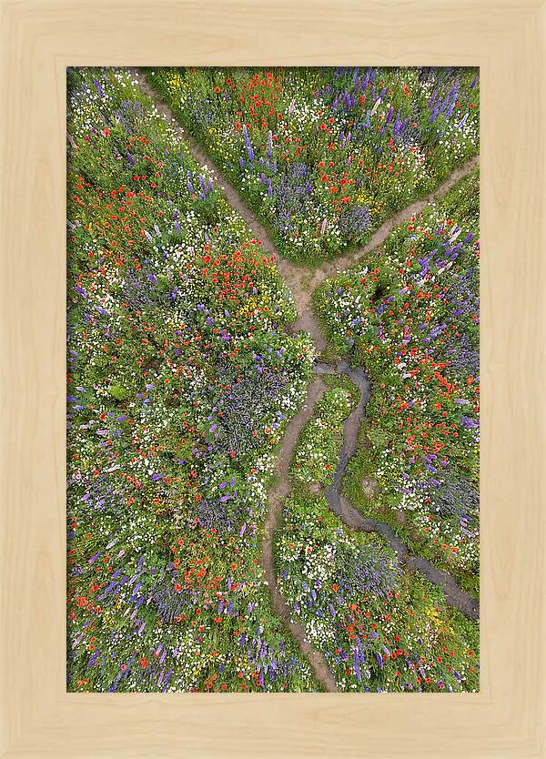 Vibrant Wildflower Meadow From Above