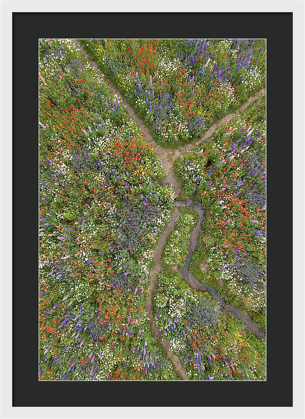 Vibrant Wildflower Meadow From Above