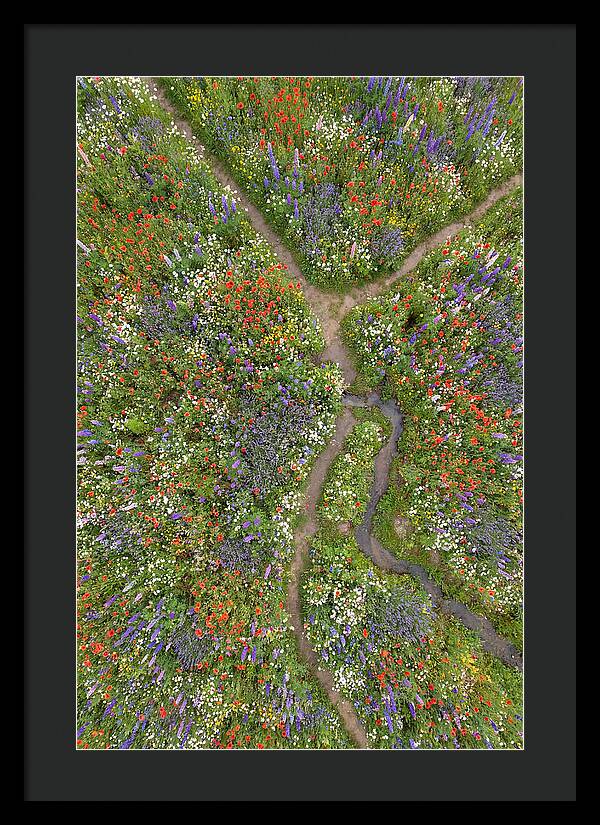 Vibrant Wildflower Meadow From Above