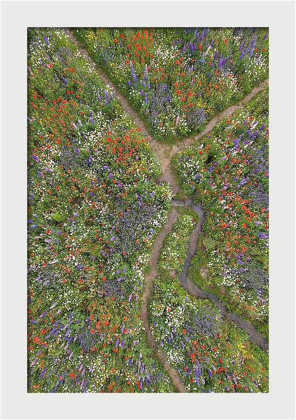 Vibrant Wildflower Meadow From Above