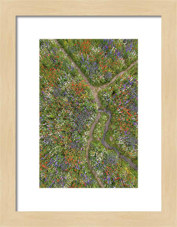 Vibrant Wildflower Meadow From Above