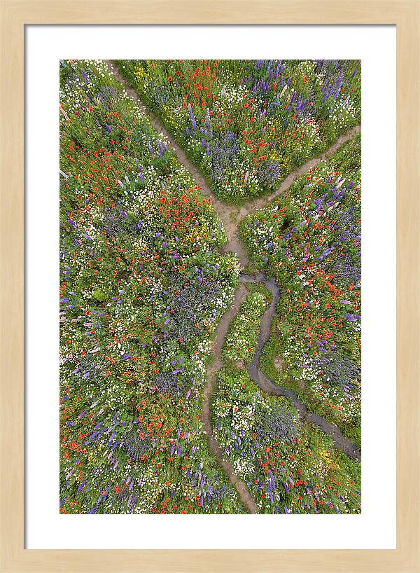 Vibrant Wildflower Meadow From Above
