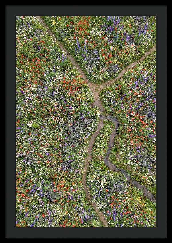 Vibrant Wildflower Meadow From Above