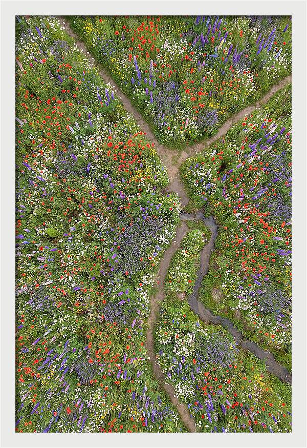 Vibrant Wildflower Meadow From Above