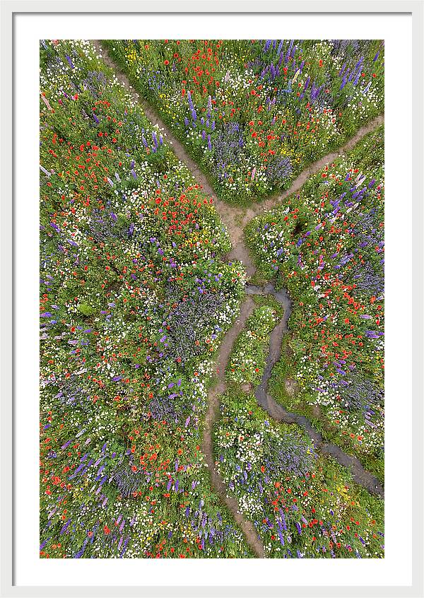 Vibrant Wildflower Meadow From Above