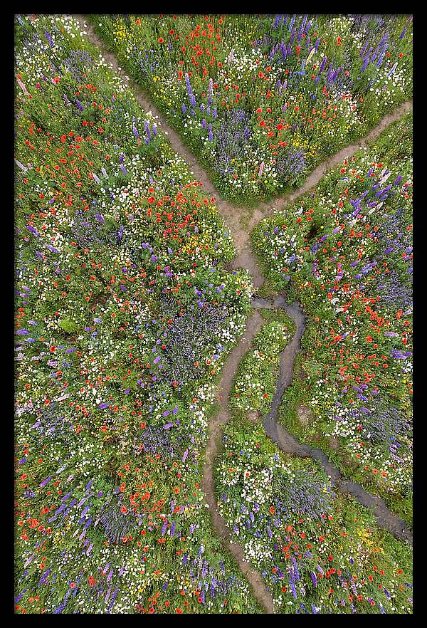 Vibrant Wildflower Meadow From Above