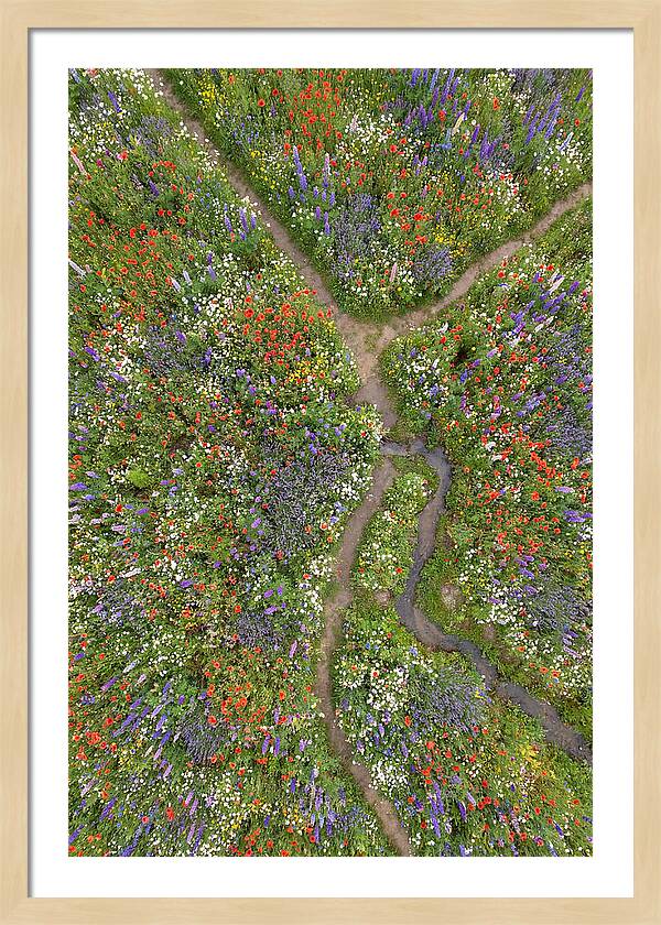 Vibrant Wildflower Meadow From Above