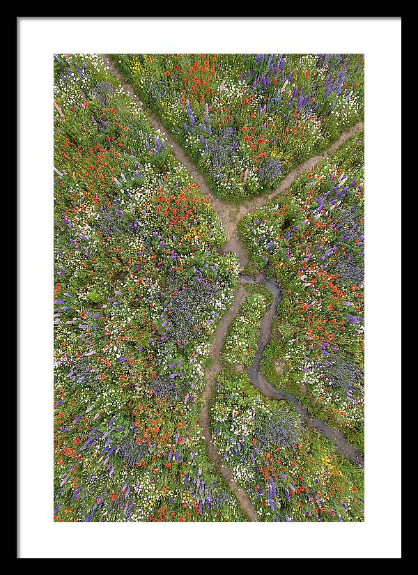 Vibrant Wildflower Meadow From Above