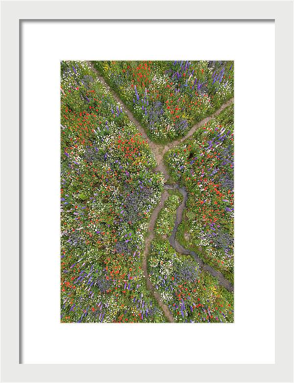 Vibrant Wildflower Meadow From Above