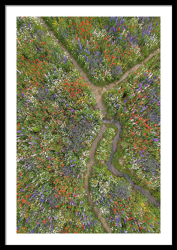 Vibrant Wildflower Meadow From Above