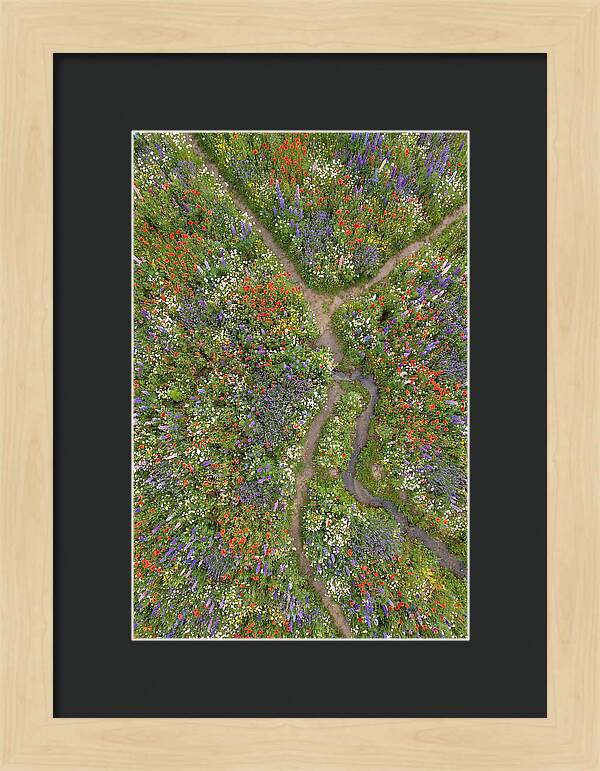 Vibrant Wildflower Meadow From Above
