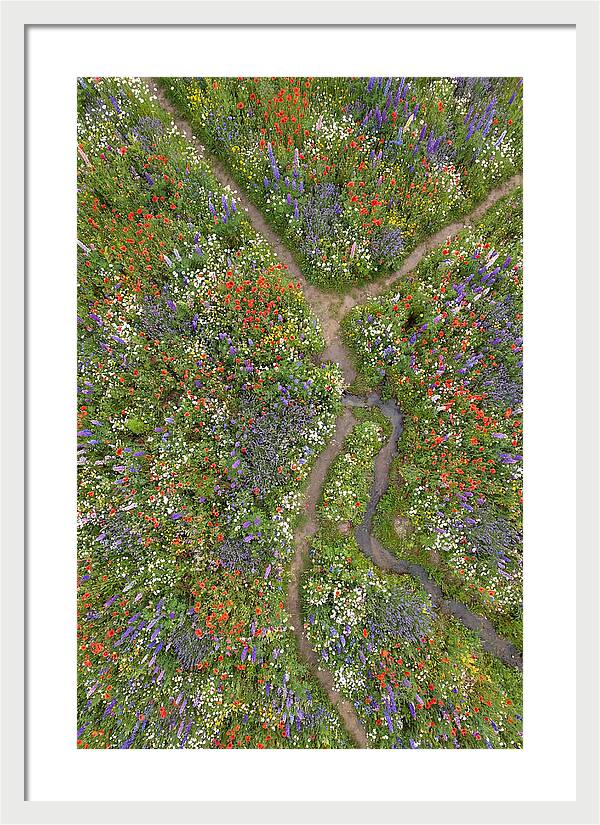 Vibrant Wildflower Meadow From Above