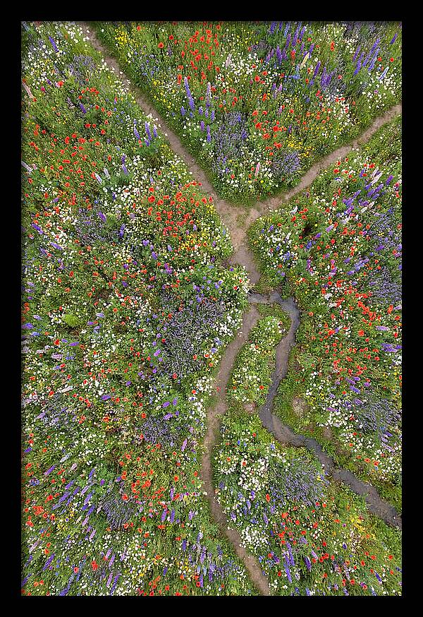 Vibrant Wildflower Meadow From Above