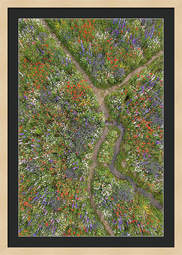 Vibrant Wildflower Meadow From Above
