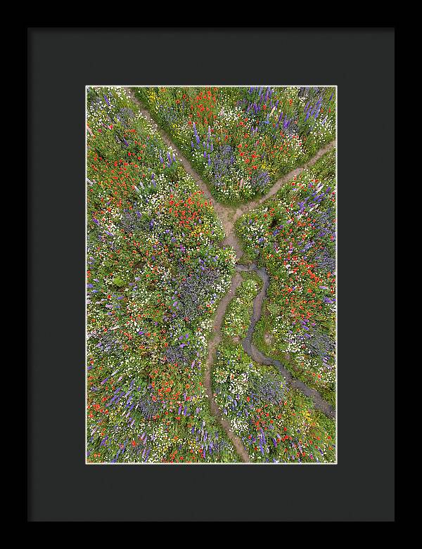 Vibrant Wildflower Meadow From Above