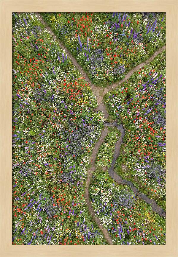 Vibrant Wildflower Meadow From Above