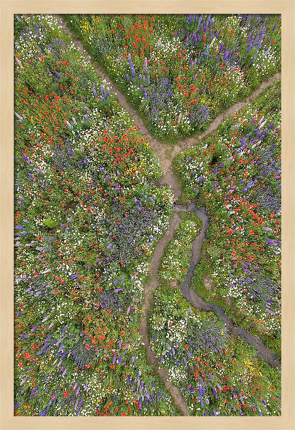 Vibrant Wildflower Meadow From Above