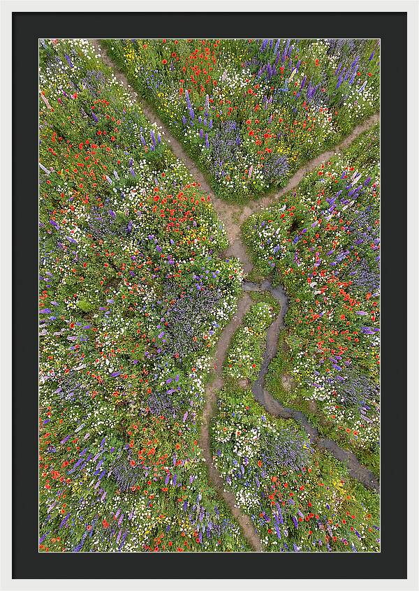 Vibrant Wildflower Meadow From Above