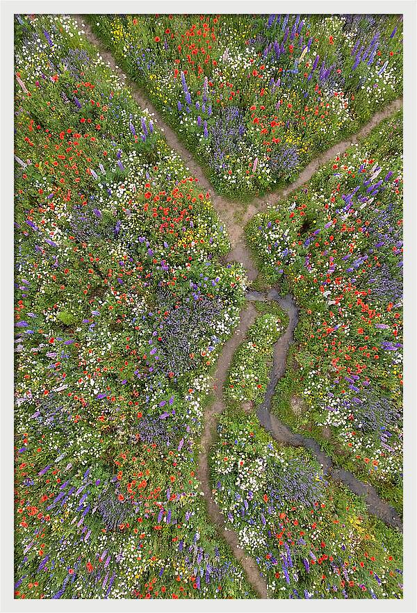 Vibrant Wildflower Meadow From Above