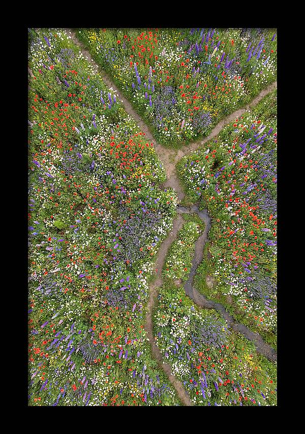 Vibrant Wildflower Meadow From Above