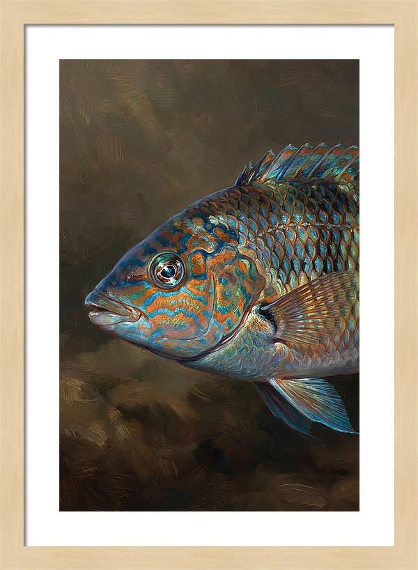 Vibrant Wrasse Portrait