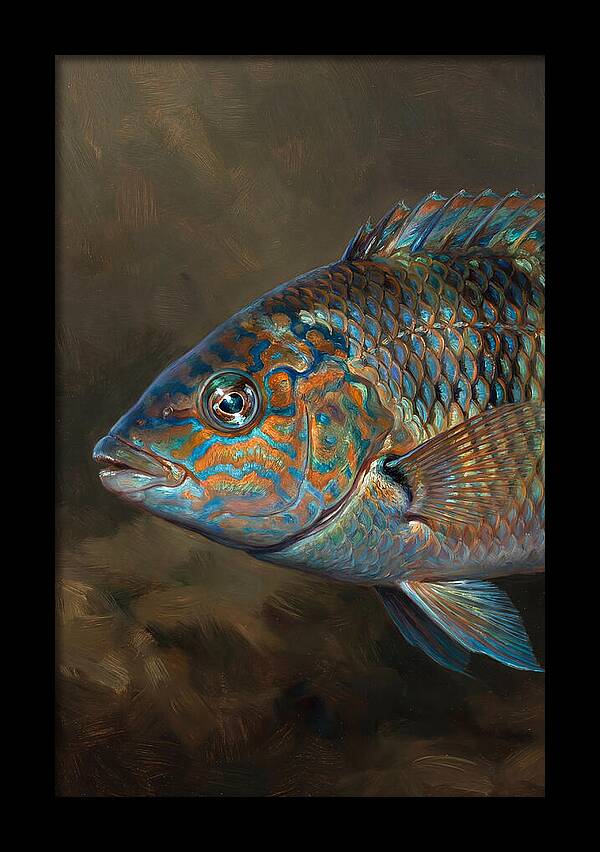 Vibrant Wrasse Portrait