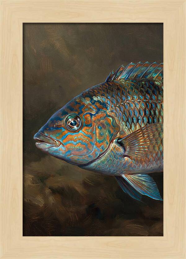 Vibrant Wrasse Portrait