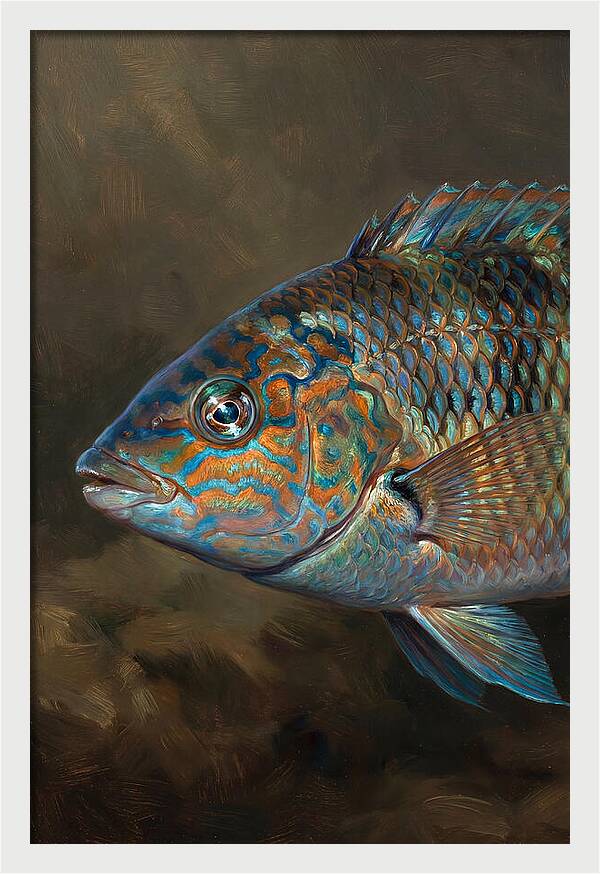 Vibrant Wrasse Portrait