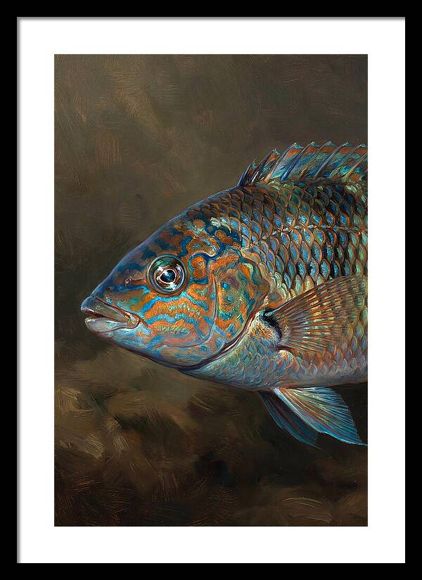 Vibrant Wrasse Portrait