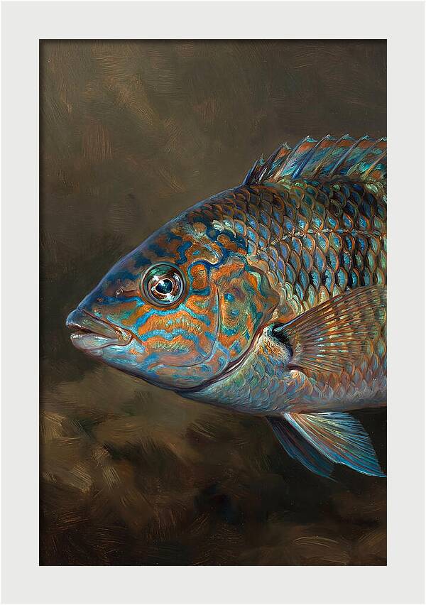 Vibrant Wrasse Portrait