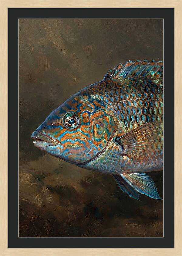 Vibrant Wrasse Portrait