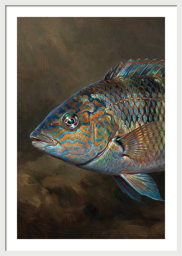 Vibrant Wrasse Portrait