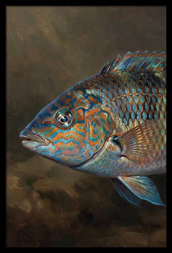 Vibrant Wrasse Portrait