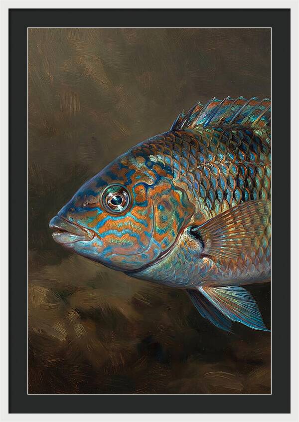 Vibrant Wrasse Portrait