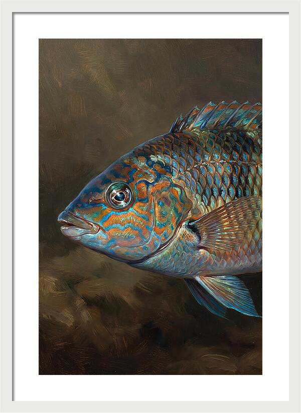 Vibrant Wrasse Portrait
