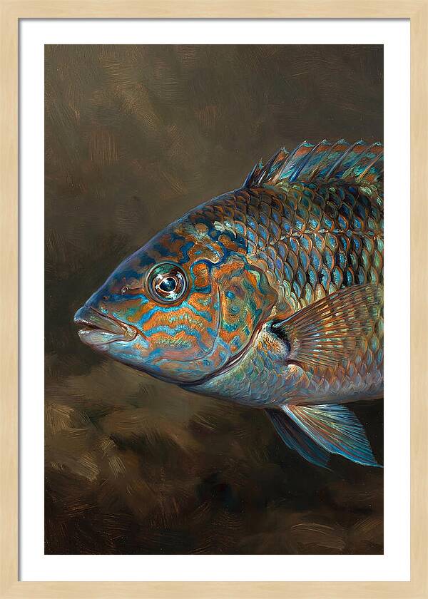 Vibrant Wrasse Portrait