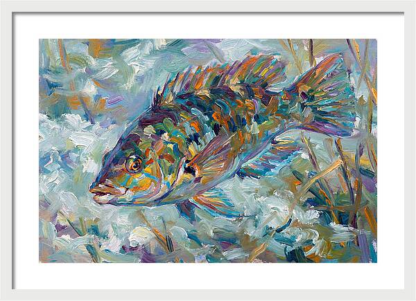 Vibrant Wrasse Underwater Scene