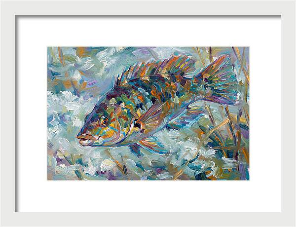 Vibrant Wrasse Underwater Scene