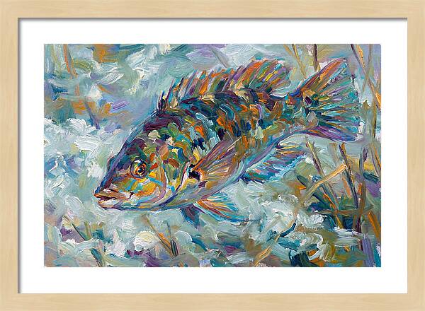 Vibrant Wrasse Underwater Scene