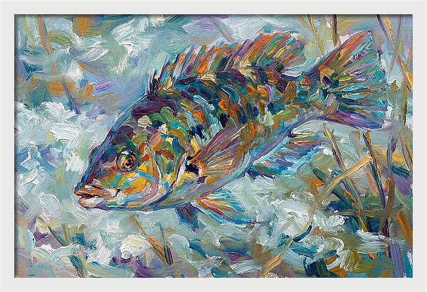 Vibrant Wrasse Underwater Scene