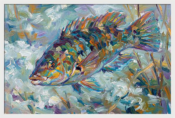 Vibrant Wrasse Underwater Scene