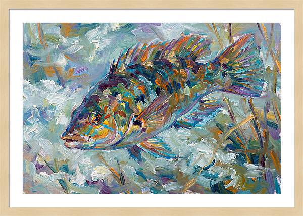 Vibrant Wrasse Underwater Scene