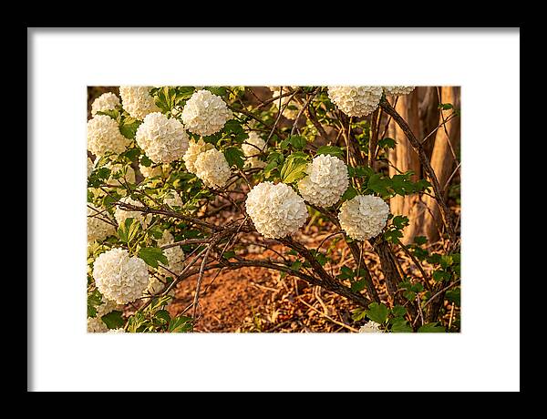 Viburnum Snowball Blossoms