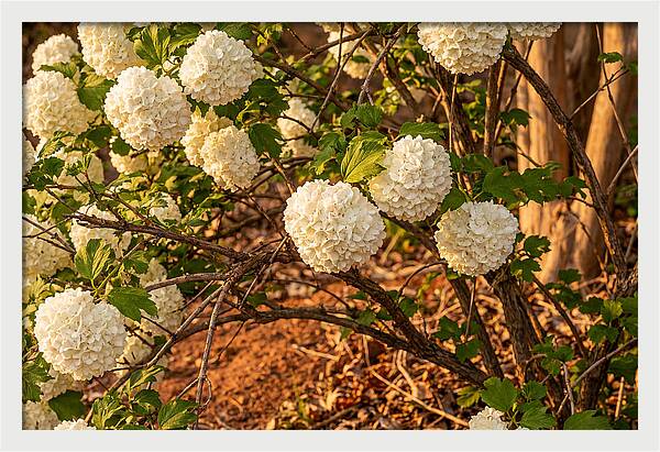 Viburnum Snowball Blossoms