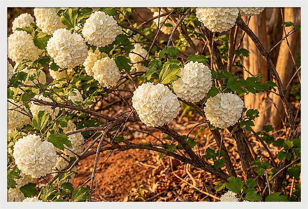Viburnum Snowball Blossoms