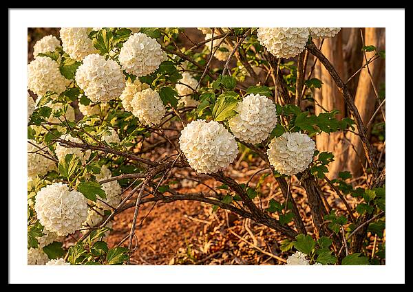 Viburnum Snowball Blossoms