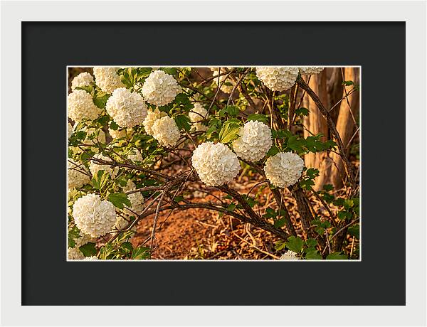 Viburnum Snowball Blossoms
