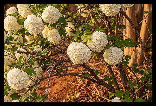 Viburnum Snowball Blossoms